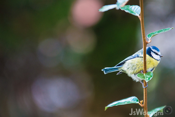 JSW_3589