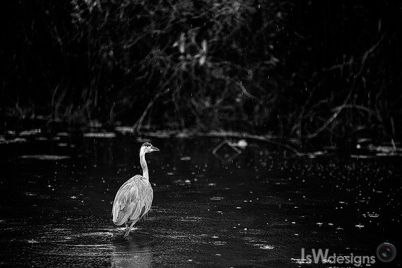 DSC_1952-Edit