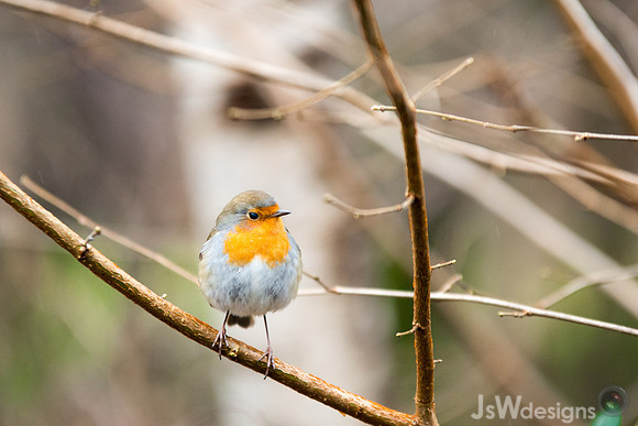 JSW_3111