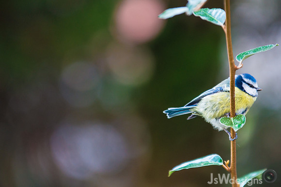 JSW_3589