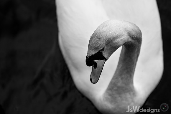JSW_3017