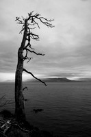 Old Dead Tree, Isle of Skye