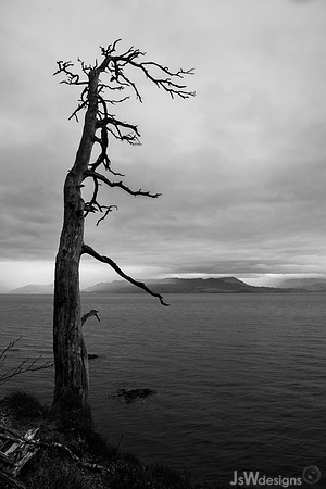 Old Dead Tree, Isle of Skye
