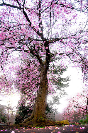 Cheery Blossom Tree